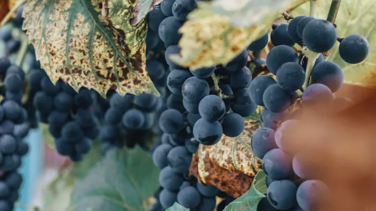 The Essential Guide to the Gamay Grape Varietal