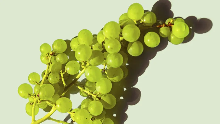 Discovering the Unique Qualities of the Geisenheim 318 Grape