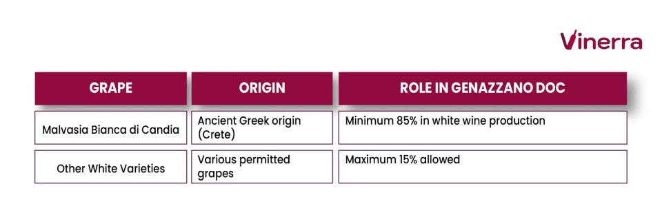 Table with the white grapes of Genazzano, its origin and role in the wines of the DOC.