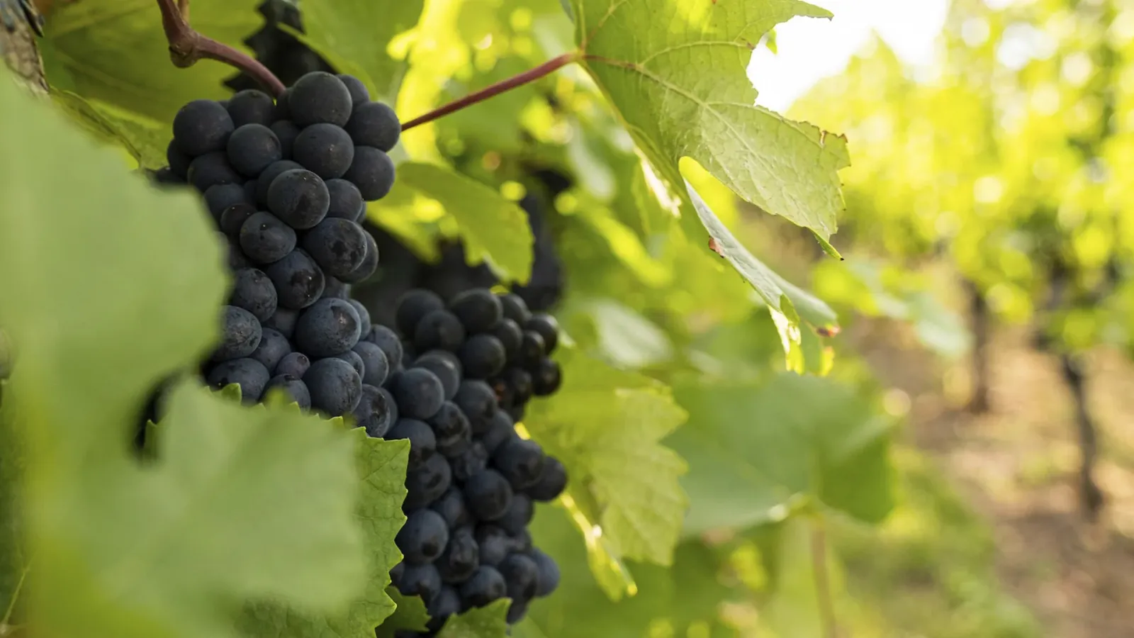 Gewürztraminer: In-Depth Grape Varietal Profile