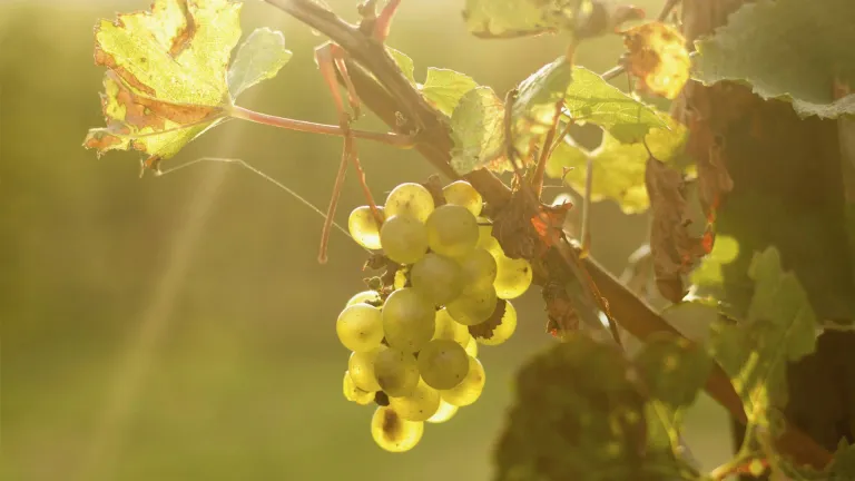 Discover Grechetto: An In-Depth Grape Varietal Profile