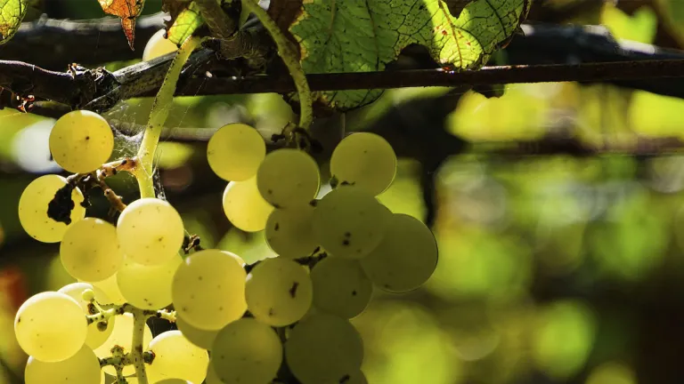 Greco Bianco: an In-Depth Grape Profile