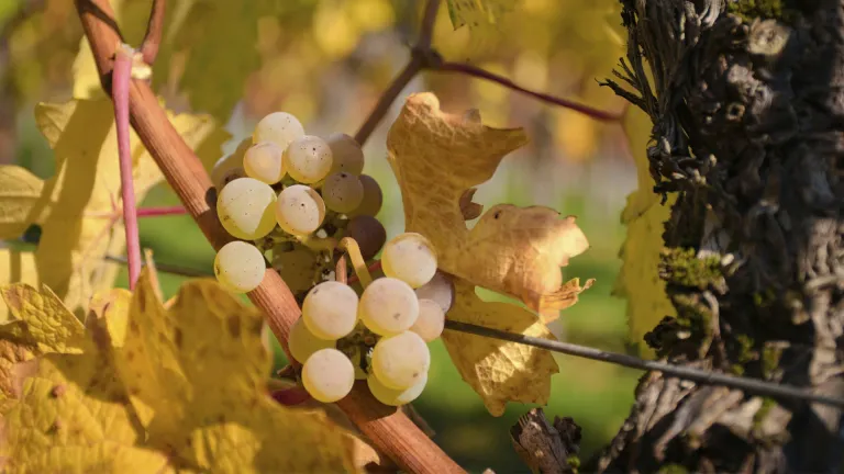 Discover Hasandede: A Guide to Turkey’s Famous Indigenous Grape Variety