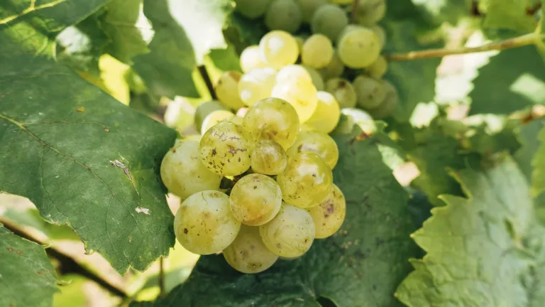 Discover Incrocio Bruni 54: An In-Depth Grape Varietal Profile