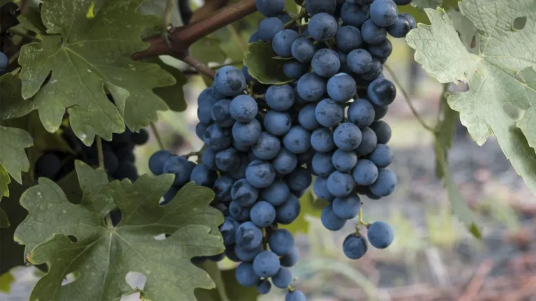 Discover Kalecik Karası: A Guide to Turkey’s Indigenous Red Grape Variety
