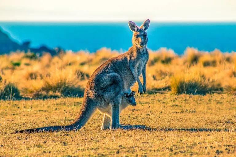 Kangaroo Island