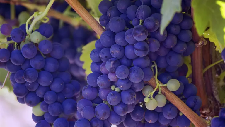 Exploring the Kangun Grape Varietal: A Taste of Armenian Heritage