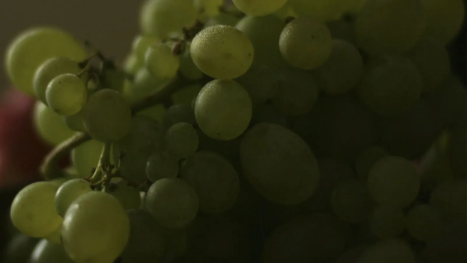Kerner Grape Varietal: Everything You Need to Know