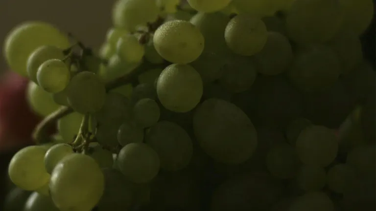 Kerner Grape Varietal: Everything You Need to Know