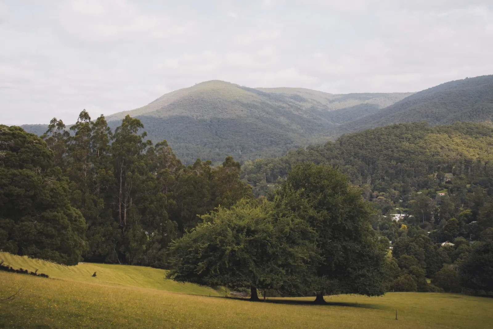 King Valley