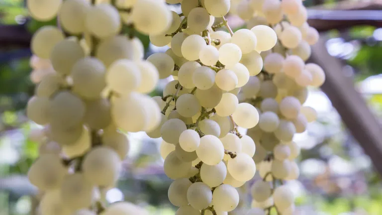 Discovering the Unique Qualities of the L'Acadie Blanc Grape Varietal