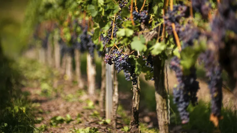 Lambrusco Maestri: An In-Depth Grape Profile