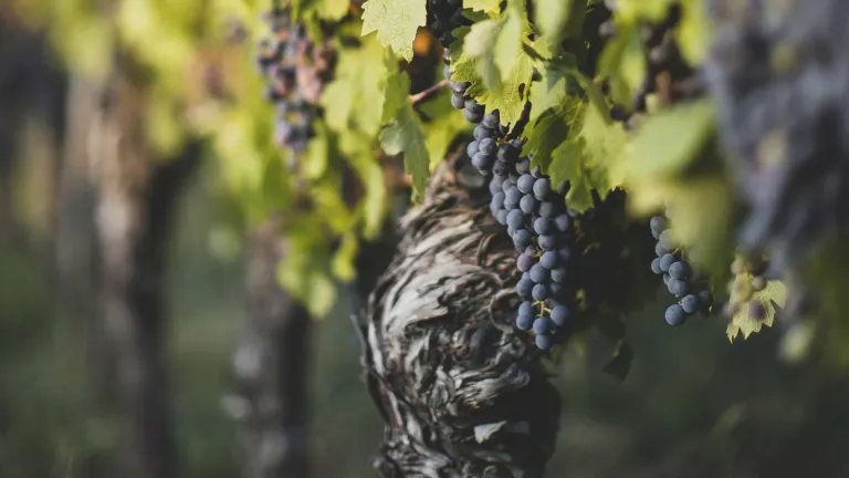 Lambrusco Salamino: An In-Depth Grape Profile