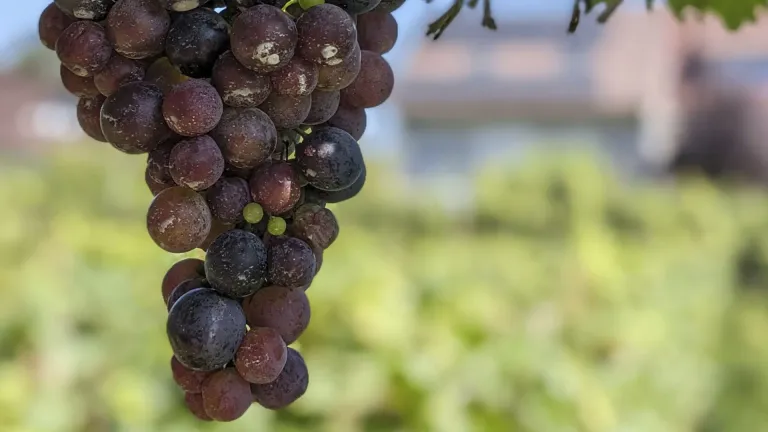 Exploring the Characteristics of the Lucie Kuhlmann Grape