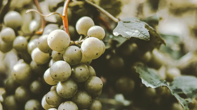 Müller-Thurgau Grape Varietal: Everything You Need to Know