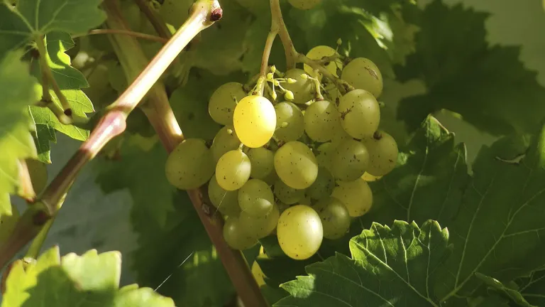 Explore the Madeleine Angevine Grape: A Wine Lover's Guide