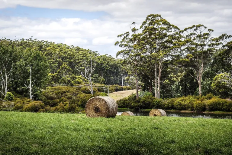 Manjimup