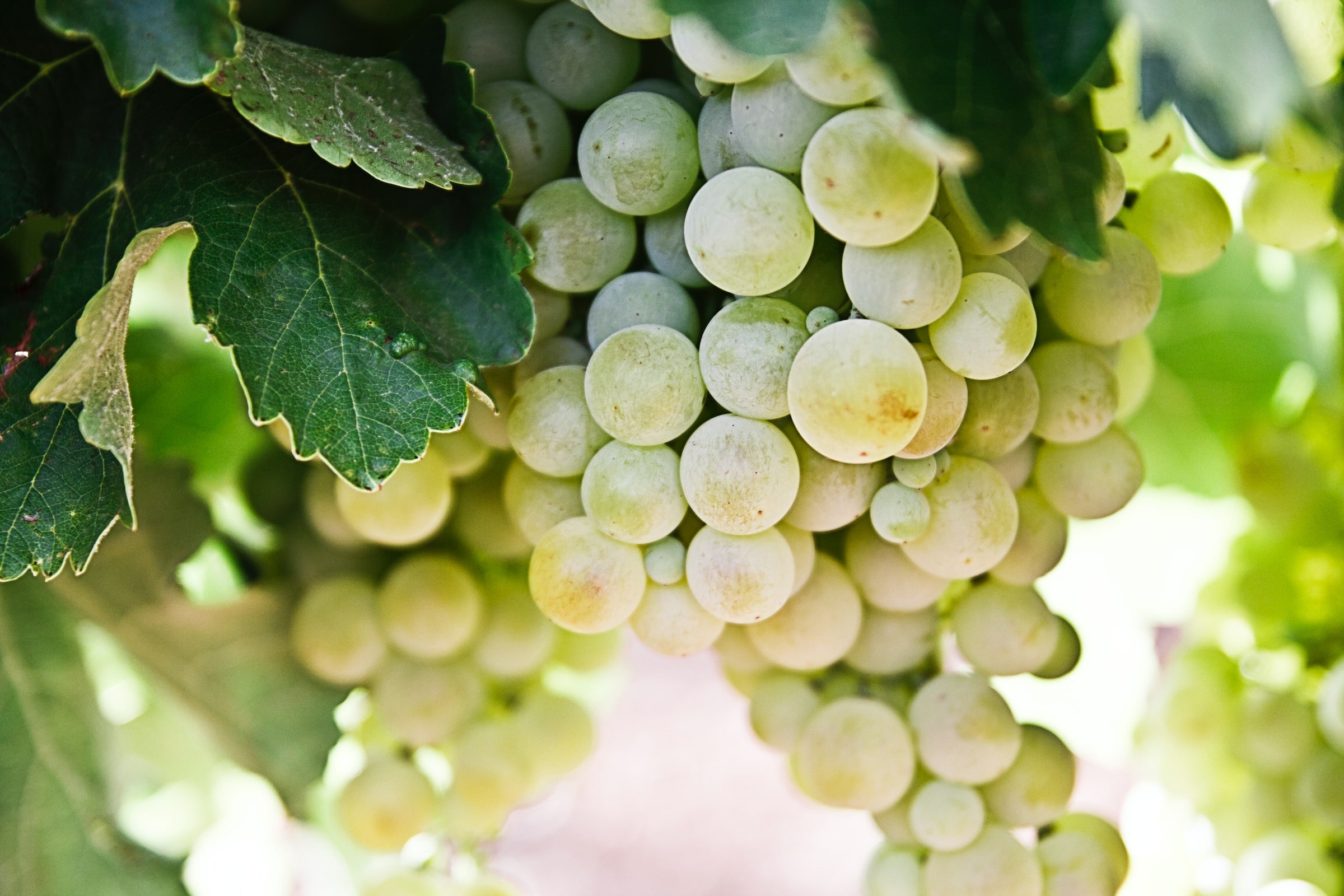 The varietals