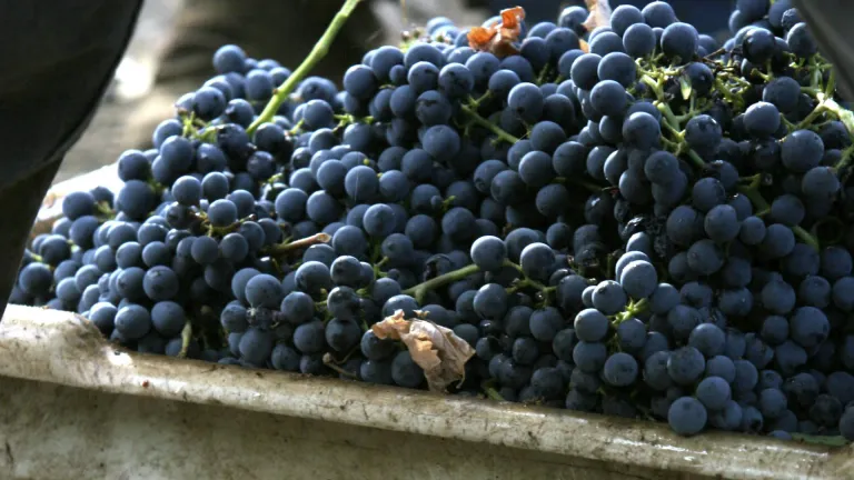 Discover the Maratheftiko Grape: A Unique Cypriot Treasure