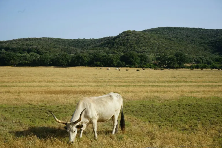 Maremma Toscana