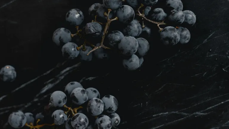 Exploring the Marquette Grape Varietal: Everything You Need to Know
