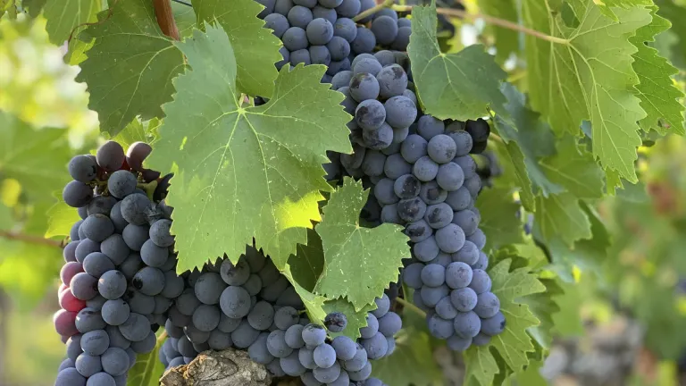 Exploring the Unique Characteristics of the Mavro Grape