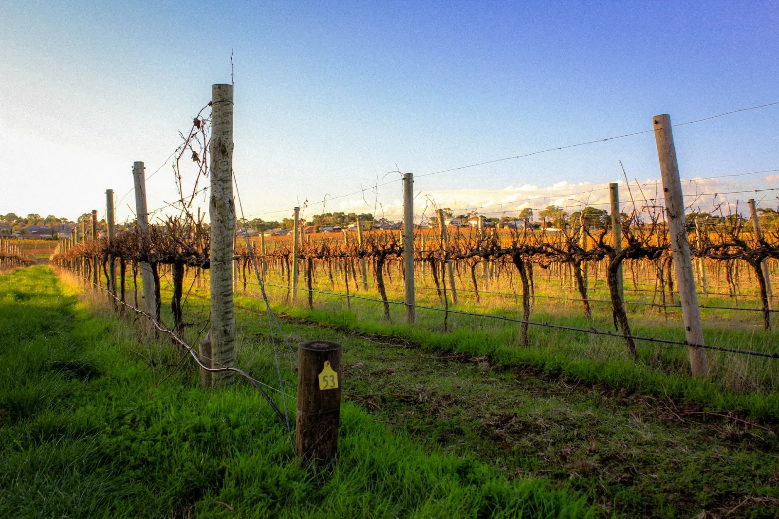 McLaren Vale