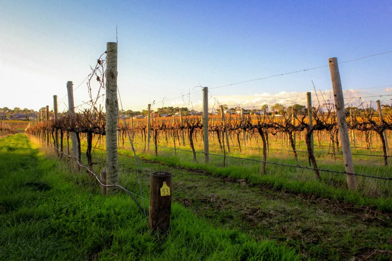 McLaren Vale