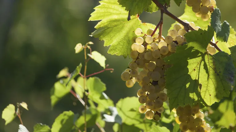 Merwah Grape: Lebanon’s Ancient and Resilient Variety