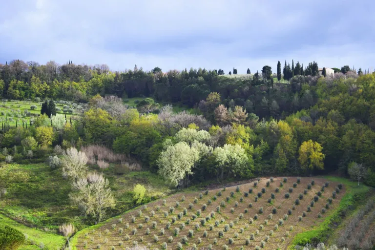 Montescudaio
