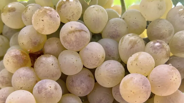 Exploring the Morokanella Grape: A Unique Cypriot Treasure