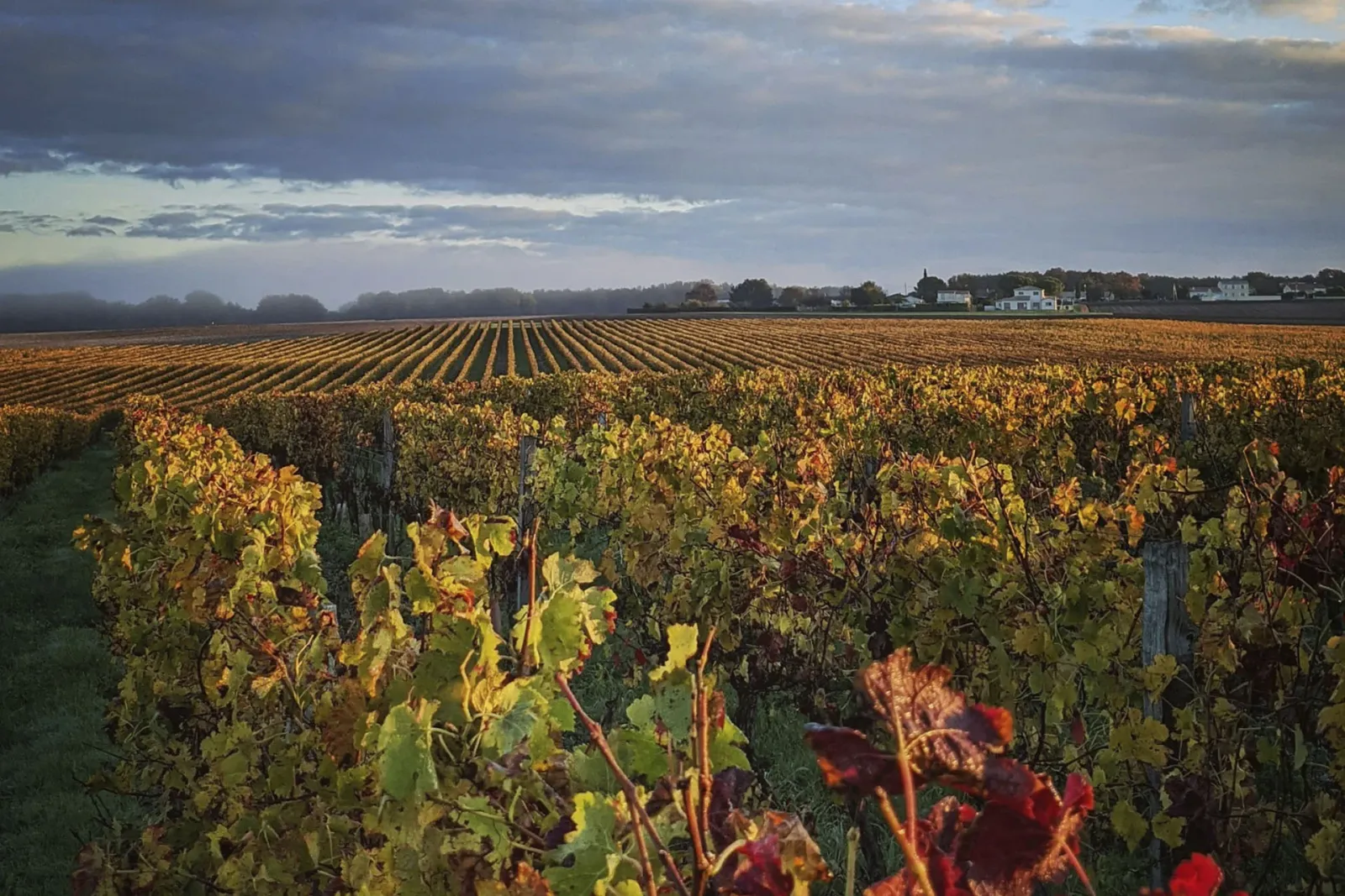 Moulis-en-Médoc AOC