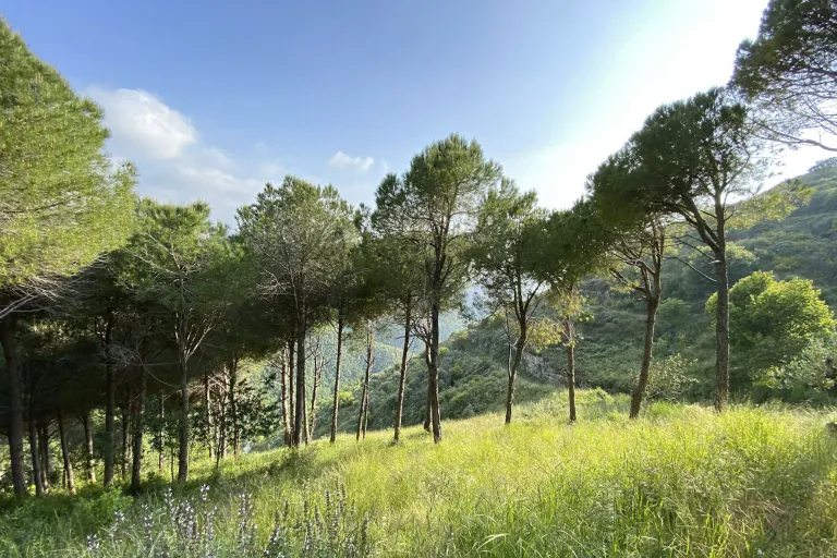Mount Lebanon
