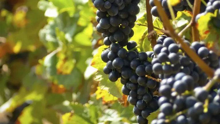 Mourvèdre Grape Varietal: A Comprehensive Guide to Its Rich Flavors