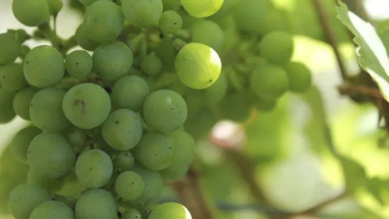 Discover Narince: One of Turkey’s Indigenous White Grape Variety