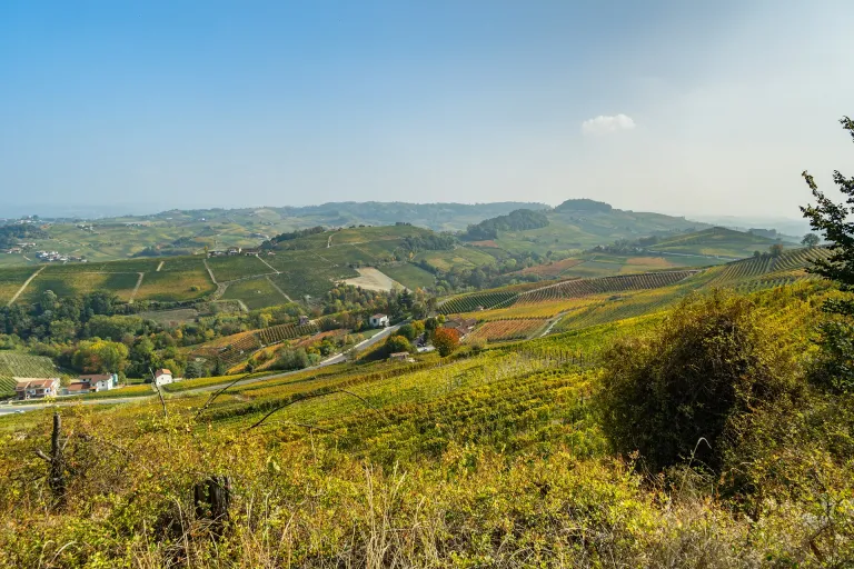 Nebbiolo d’Alba