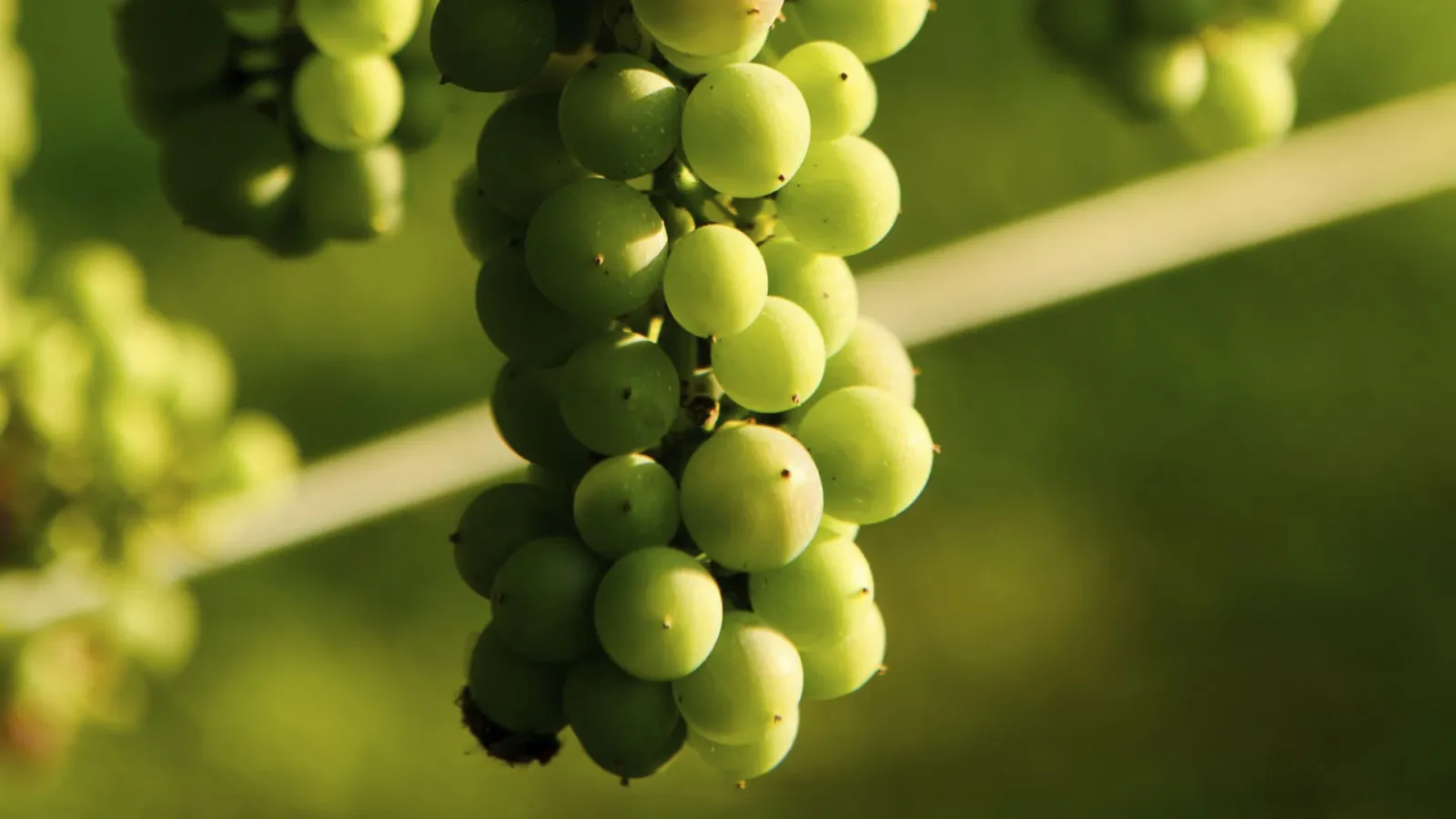 Understanding the Niagara Grape Varietal: Flavor and Characteristics