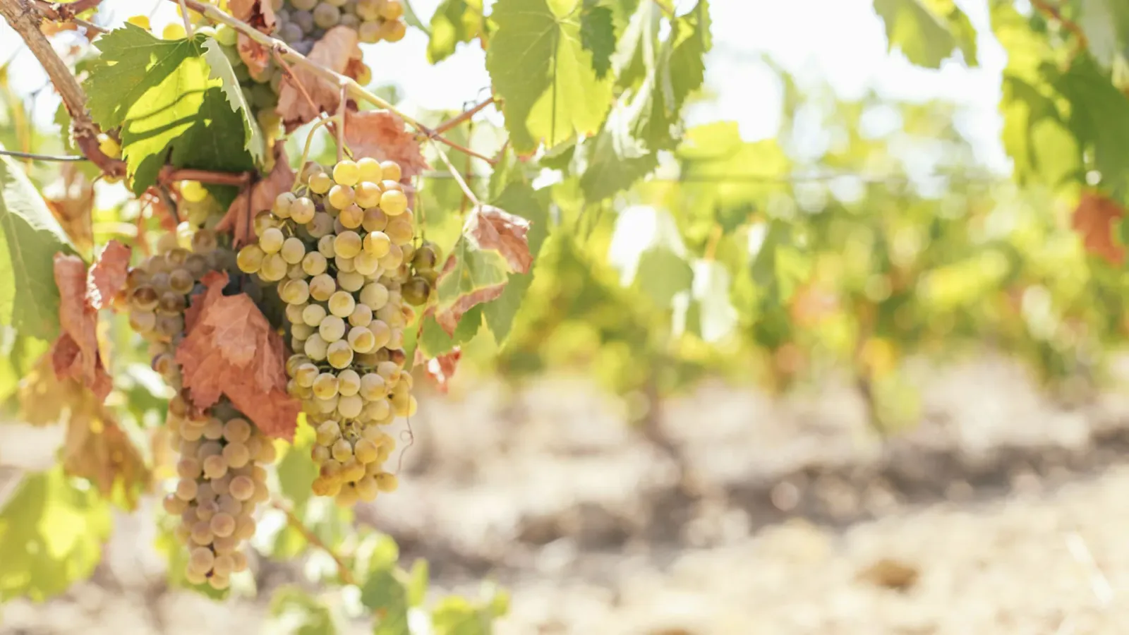 The Obaideh Grape: A Guide to Lebanon’s Native Wine Variety