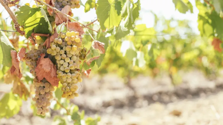 The Obaideh Grape: A Guide to Lebanon’s Native Wine Variety