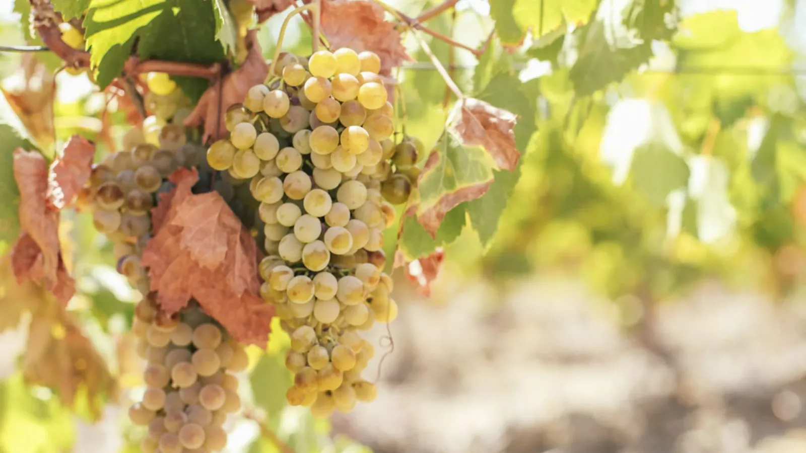Exploring the Ortega Grape: A German Rising Star