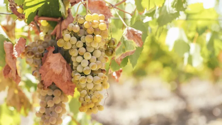 Exploring the Ortega Grape: A German Rising Star