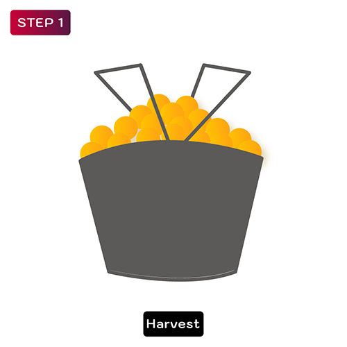 How is Prosecco made - Step 1