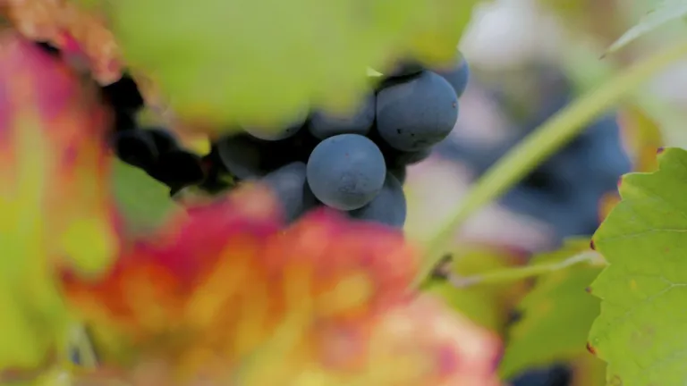 Exploring the Petit Verdot Grape Varietal: Main Characteristics and Styles