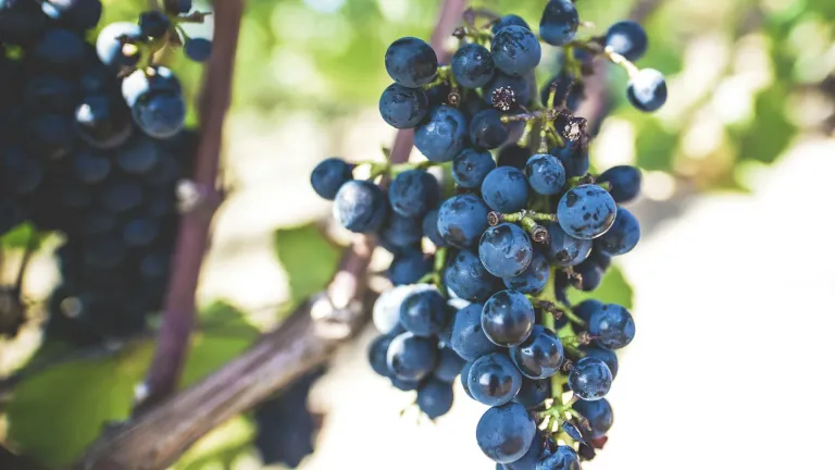 Discovering the Petite Pearl Grape: A Wine Lover's Guide
