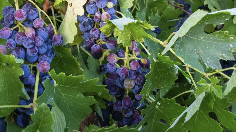 Exploring the Petite Syrah Grape Varietal: Characteristics and Pairing