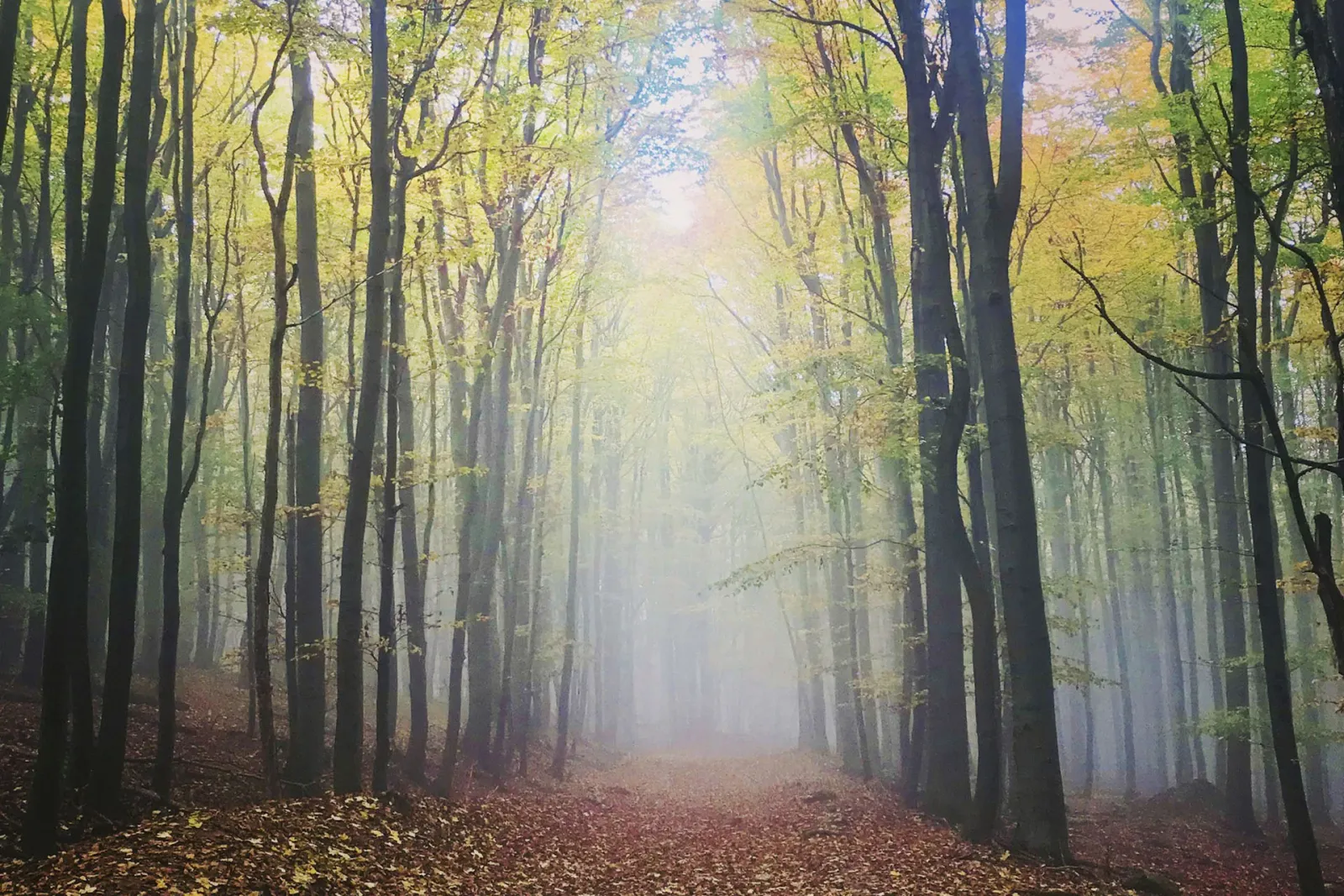 Pezinok