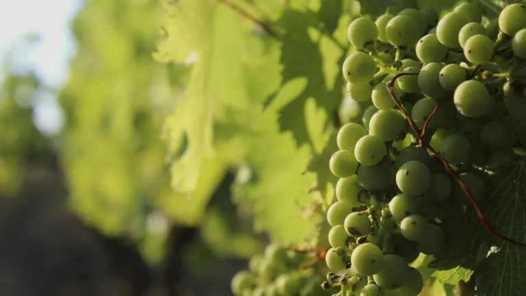 Discover the Pinot Blanc Grape Varietal: Everything You Need to Know