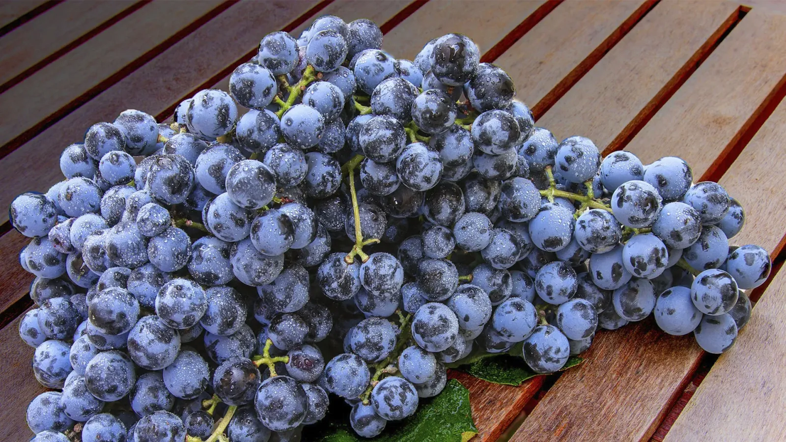 Discovering the  Characteristics of Pinot Meunier
