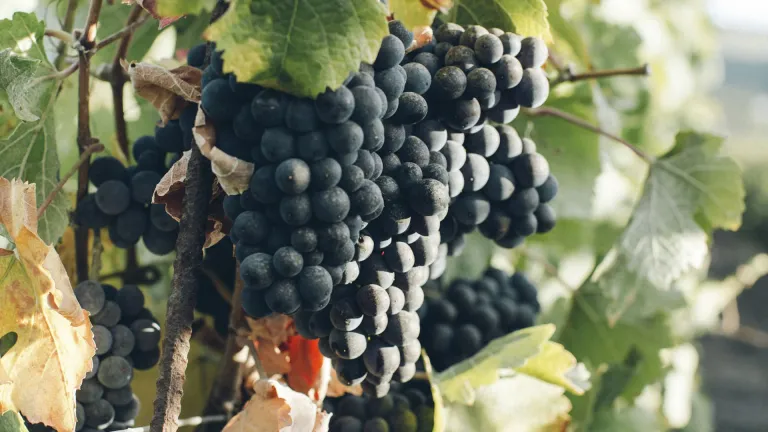 Discover the Pinotage Grape: Taste, Pairing, and Variations