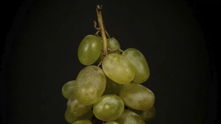 Promara Grape: Reviving the Cypriot Wine Heritage